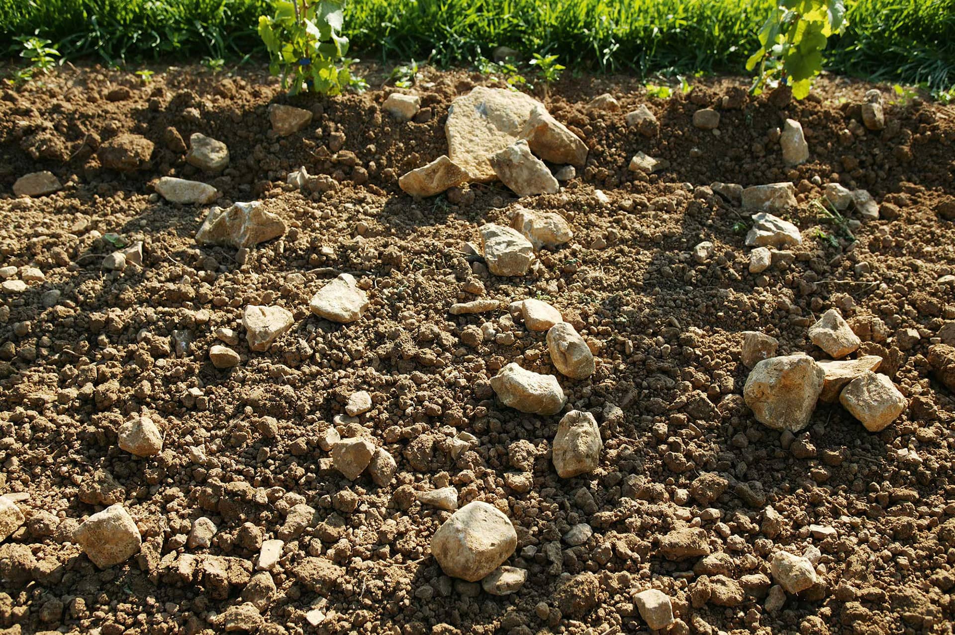 Der Boden ist die Grundlage des Lebens auf diesem Planeten und er ist endlich. Muschelkalkboden des Leinsweiler Sonnenbergs – Die beste Grundlage für einzigartige Weine | © Weingut Siegrist GdbR
