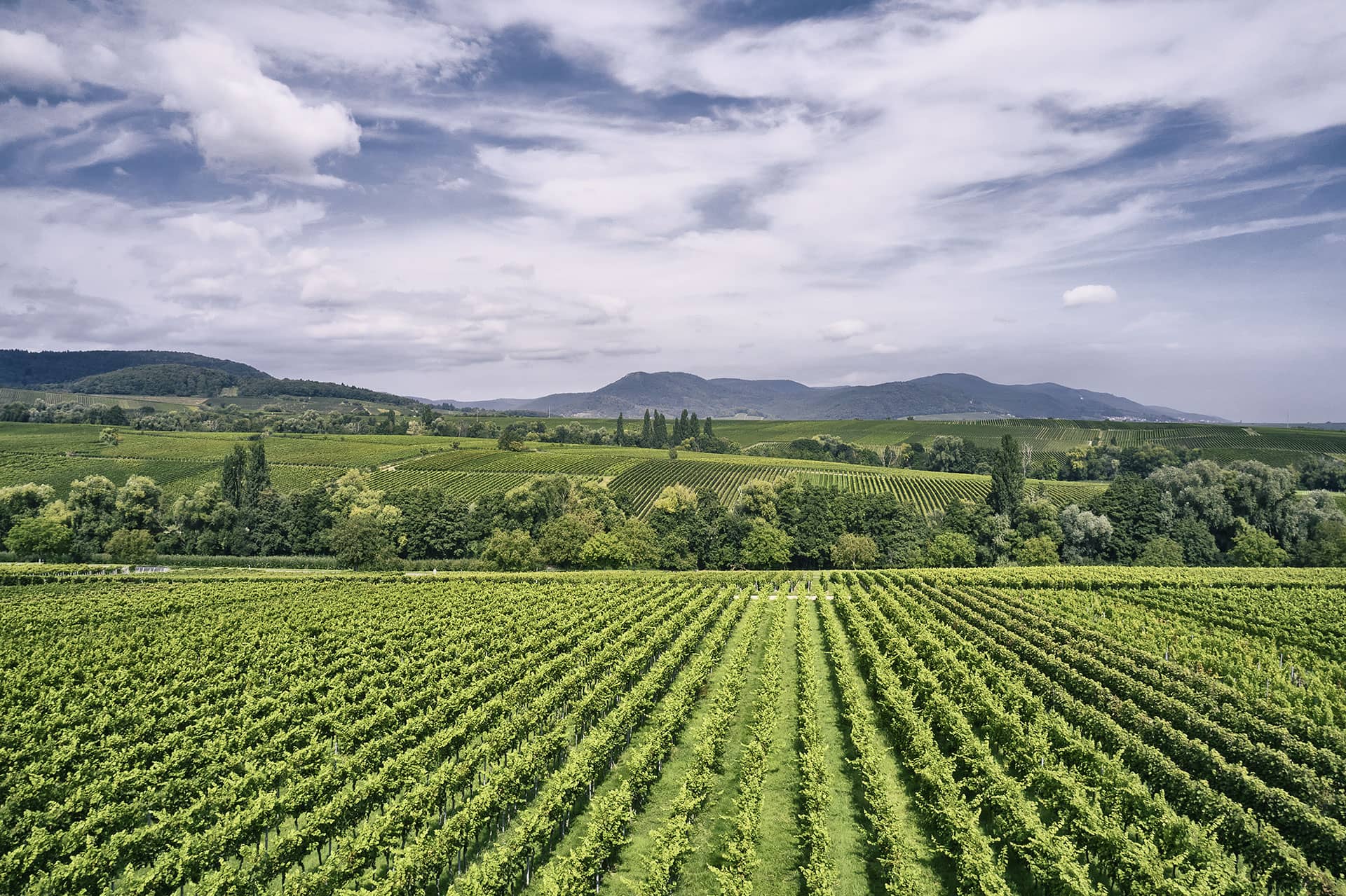 Die Südpfalz, Deutschlands Toskana: Weinberge soweit das Auge reicht | © Weingut Siegrist GdbR